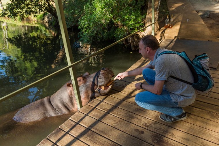 007 Hoedspruit, Jessica the hippo.jpg